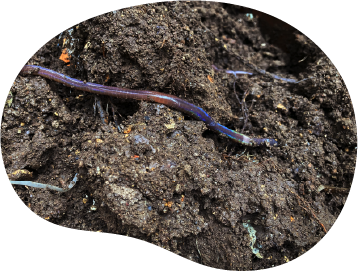 ミミズや微生物の棲む豊かな土へと変わっていきます