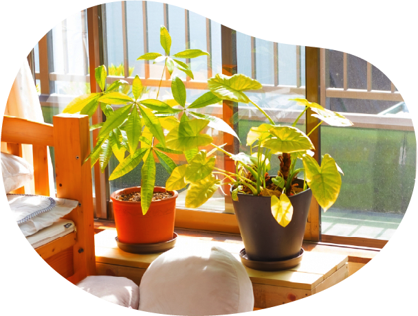 室内の観葉植物