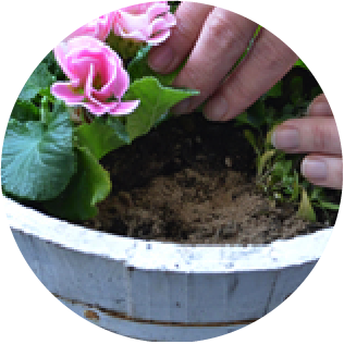 すでに植えている場合
