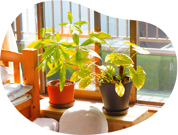 室内の観葉植物
