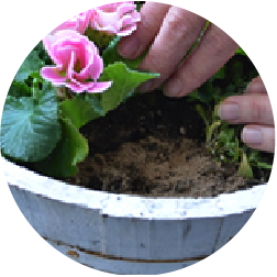 すでに植えている場合